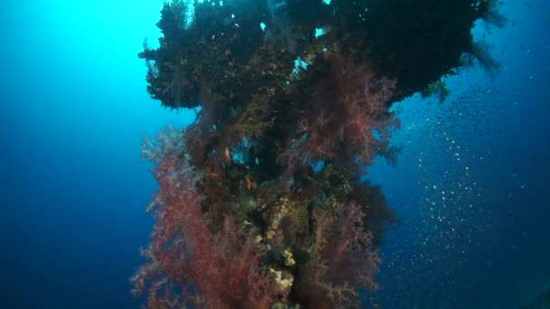 느린 동작 비디오 열 대 수역에 있는 아름다운 붉고 부드러운 산호초. — 비디오
