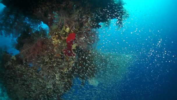 느린 동작 비디오 열 대 수역에 있는 아름다운 붉고 부드러운 산호초. — 비디오