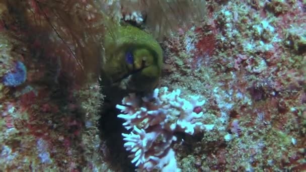 열 대 산호초의 수 중 바다 풍경. — 비디오