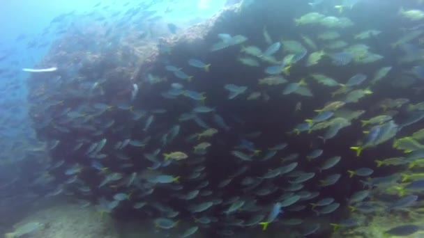 Подводный морской пейзаж тропического кораллового рифа . — стоковое видео