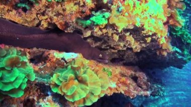 Dev Moray Yılanbalığı ve Temizleyici Balığı Atlantik Okyanusu 'nun volkanik kökenli kumlu tabanında su altında.