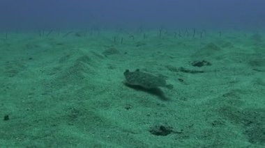 Atlantik Okyanusu 'ndaki volkanik kaynağın kumlu dibindeki düz balık hakkında makro video..