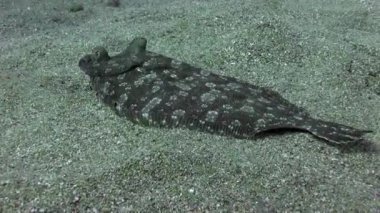 Atlantik Okyanusu 'ndaki volkanik kaynağın kumlu dibindeki düz balık hakkında makro video..