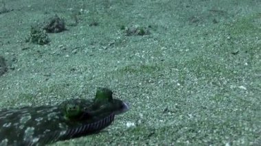 Atlantik Okyanusu 'ndaki volkanik kaynağın kumlu dibindeki düz balık hakkında makro video..