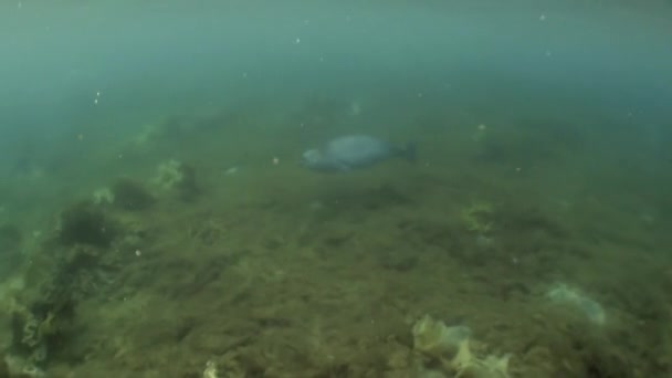 Подводный морской пейзаж Северного Ледовитого океана. — стоковое видео