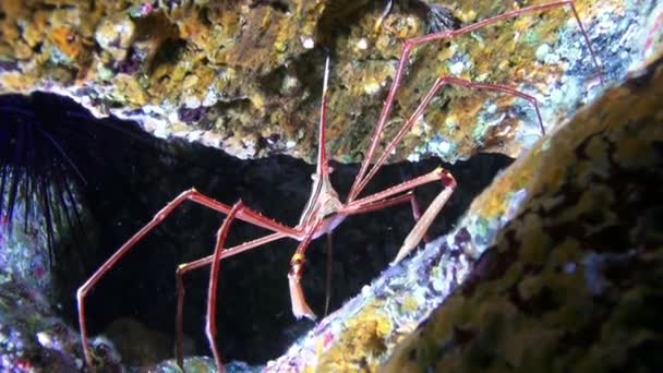 Macro video about sea spider underwater on bottom of volcanic origin in Atlantic Ocean. — стокове відео