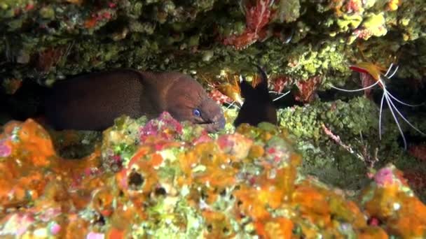 Giant Moray Eel dan Cleaner ikan wrasse bawah air di dasar berpasir vulkanik asal di Samudera Atlantik. — Stok Video