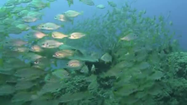 Escola de peixes submarinos no fundo arenoso de origem vulcânica no oceano Atlântico. — Vídeo de Stock