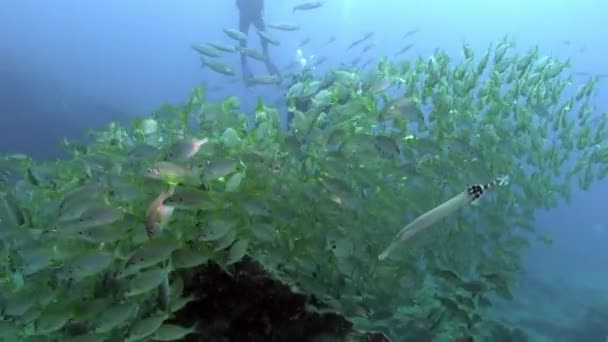 Escuela de peces bajo el agua en el fondo arenoso de origen volcánico en el océano Atlántico. — Vídeo de stock