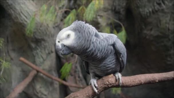 Close-up africano bonito papagaio cinza pássaro canta canções sentadas em um ramo de poleiro. — Vídeo de Stock