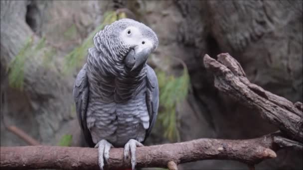 Närbild afrikansk söt grå papegoja sjunger låtar sitter på en abborre gren. — Stockvideo