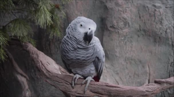 Close-up afrikaanse schattig grijs papegaai vogel zingt liederen zittend op een baars tak. — Stockvideo