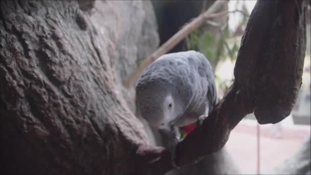 Close-up afrikaanse schattig grijs papegaai vogel zingt liederen zittend op een baars tak. — Stockvideo