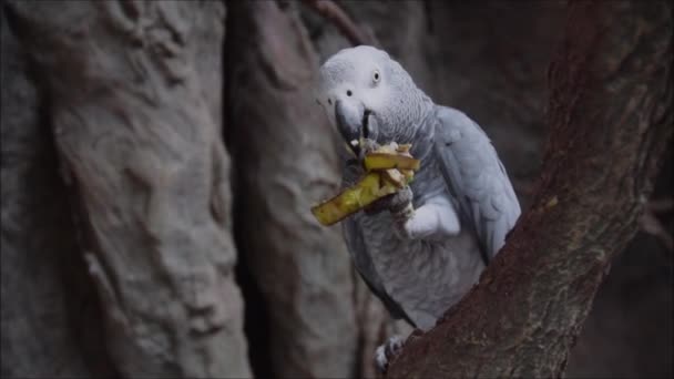 Close-up african cute gray parrot sings songs sitting on a perch branch. — Stock Video