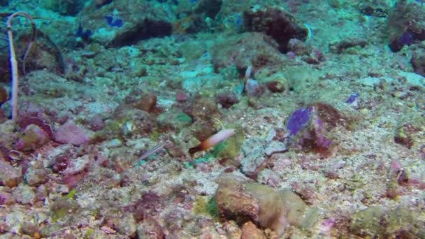 Shoal de peces de coral en el maravilloso lecho marino de las Islas del Mar de Andamán en la India. — Vídeos de Stock