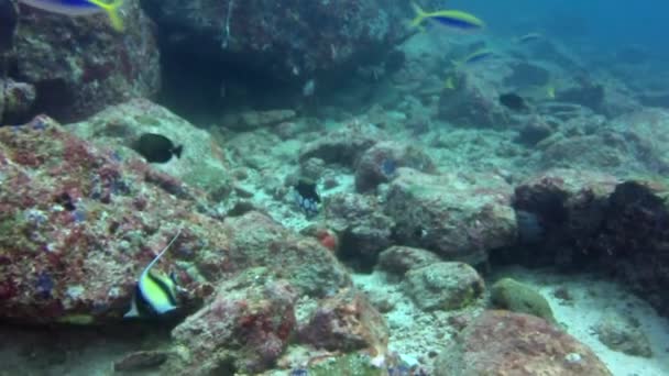 インドのアンダマン海の素晴らしい海底でのサンゴ魚の浅瀬. — ストック動画