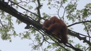 Singapur, doğanın göbeğindeki maymun şempanze portresini yakından çek..