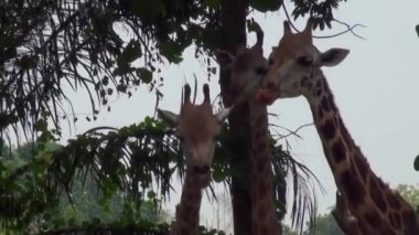 Zürafa Zürafa Camelopardalis Singapur 'da.