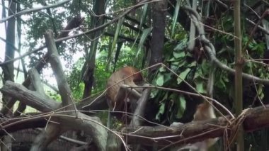 Erkek hortum maymunu, burun larvası, çiğneyen yiyecek..