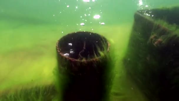 Зеленые заросли водорослей и травы на подводном дне озера Байкал. — стоковое видео