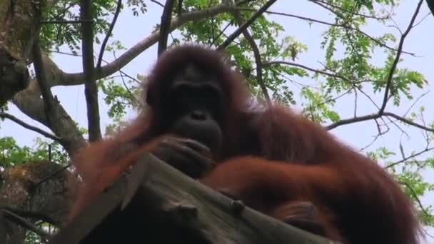 Ritratto ravvicinato di uno scimpanzé scimmia nel cuore della natura, Singapore. — Video Stock