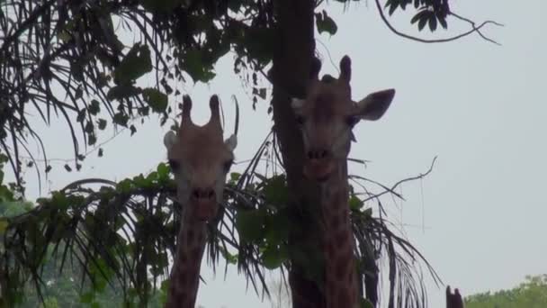 Giraffe Giraffa camelopardalis in Singapore. — Stockvideo