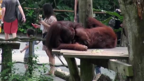 Singapur, doğanın göbeğindeki maymun şempanze portresini yakından çek.. — Stok video