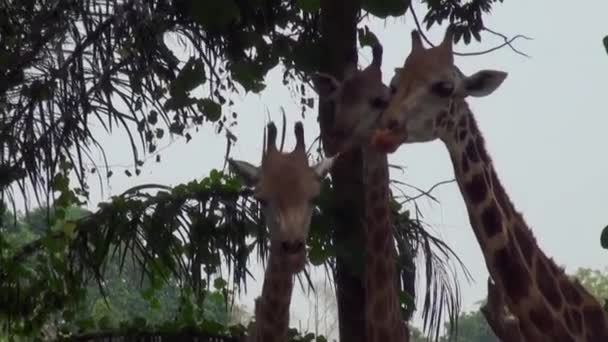 Giraffe Giraffa camelopardalis in Singapore. — Stockvideo