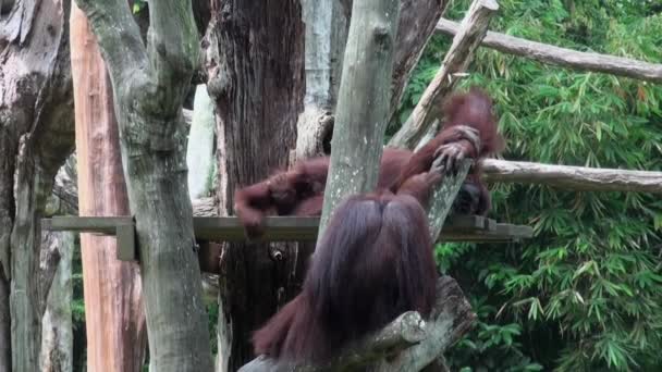 新加坡，一只猴子黑猩猩在大自然中心的近照. — 图库视频影像