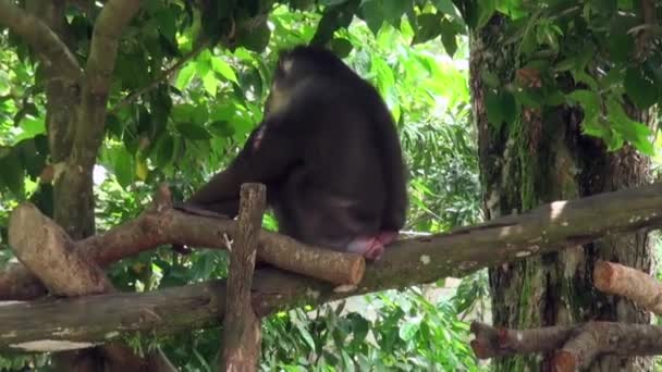 Самець Proboscis Monkey, Nasalis larvatus, жувальна їжа. — стокове відео