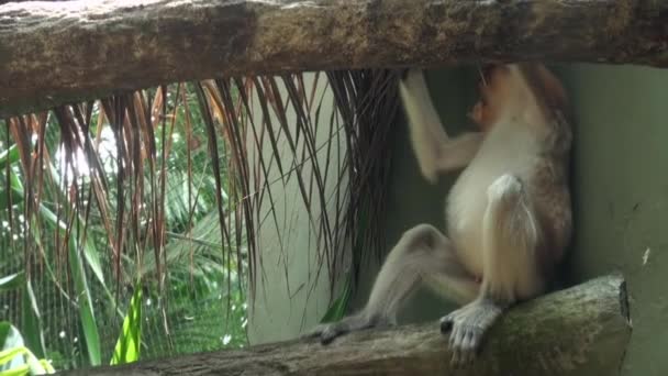 Macaco Proboscis Masculino, Nasalis larvatus, Mastigar Alimentos. — Vídeo de Stock