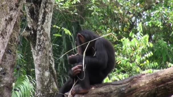 Majom csimpánz a természet szívében, Szingapúr. — Stock videók