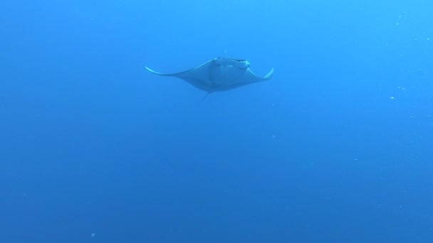 Gigantesco pez Manta Ray negro oceánico flotando sobre un fondo de agua azul — Vídeos de Stock