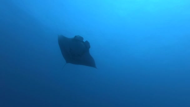 Gigantische Zwarte Oceanische Manta Straal vis drijvend op een achtergrond van blauw water — Stockvideo