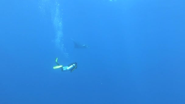 Gigantesco pez Manta Ray negro oceánico flotando sobre un fondo de agua azul — Vídeos de Stock