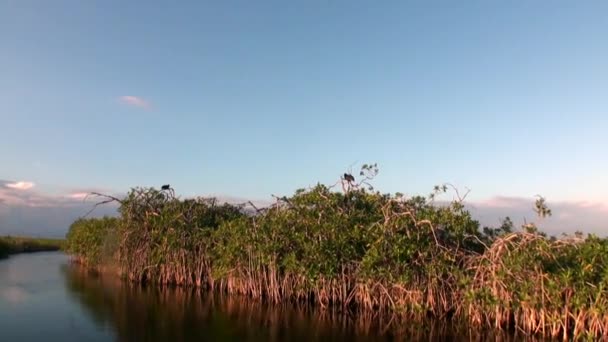 Pohled z pohybující se lodi při západu slunce v Mangroves houštiny v řece Sian Kaan. — Stock video