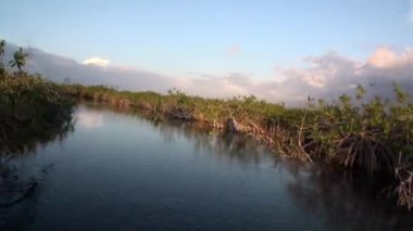 Mangroves 'ta gün batımında hareket halindeki tekneden Sian Kaan nehrindeki çalılıklara bak..