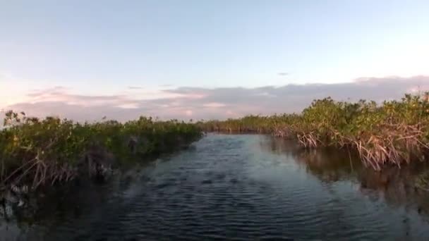 Vista desde el barco en movimiento al atardecer en los matorrales de manglares en el río de Sian Kaan. — Vídeos de Stock
