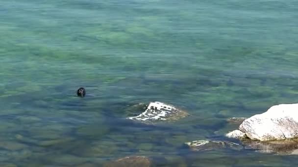 Selo Baikal Pusa sibirica nas ilhas Ushkany . — Vídeo de Stock