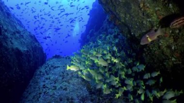 Yavaş çekim sarı kuyruklu levrek balığı Ocyurus chrysurus, su altında deniz yaşamı.