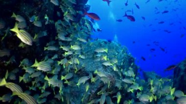 Yavaş çekim sarı kuyruklu levrek balığı Ocyurus chrysurus, su altında deniz yaşamı.