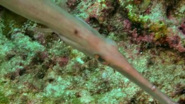 Flüt Balığı Kosta Rika 'da Kayalık Resifte Su Altında Yüzüyor.