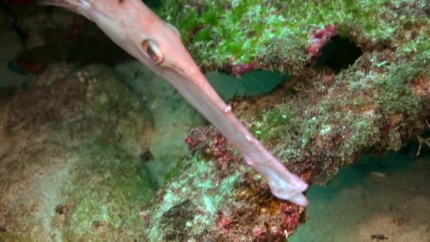 关闭长笛鱼在哥斯达黎加落岩礁上的水下活动. — 图库视频影像