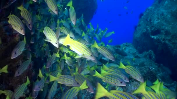 Повільний рух Жовтий хвіст риби Ocyurus хризантеми, під водою морське життя . — стокове відео