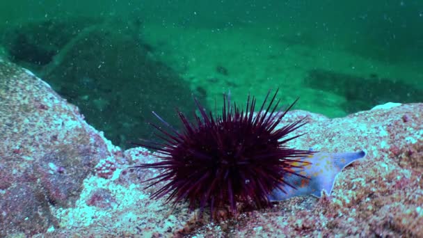 Slow motion shot of Sea Urchin on rocky seabed in ocean with green background water. — Stock Video