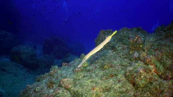 Närbild Flöjt fisk simmar under vattnet över klippiga revet i Costa Rica. — Stockvideo