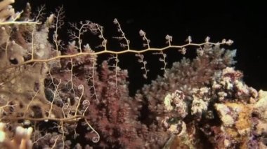 Yakın plan Gorgonocephalus Gorgon kafası gri kumda duruyor ve planktonları yakalıyor..