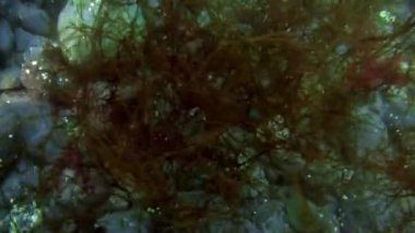 Antarktika Okyanusu sualtı manzarası.