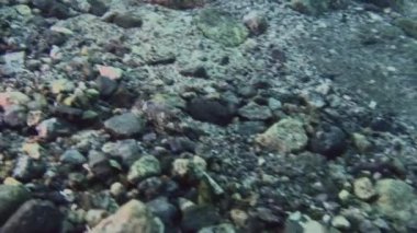 Antarktika Okyanusu sualtı manzarası.