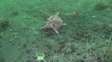 Antarktika Okyanusu sualtı manzarası.